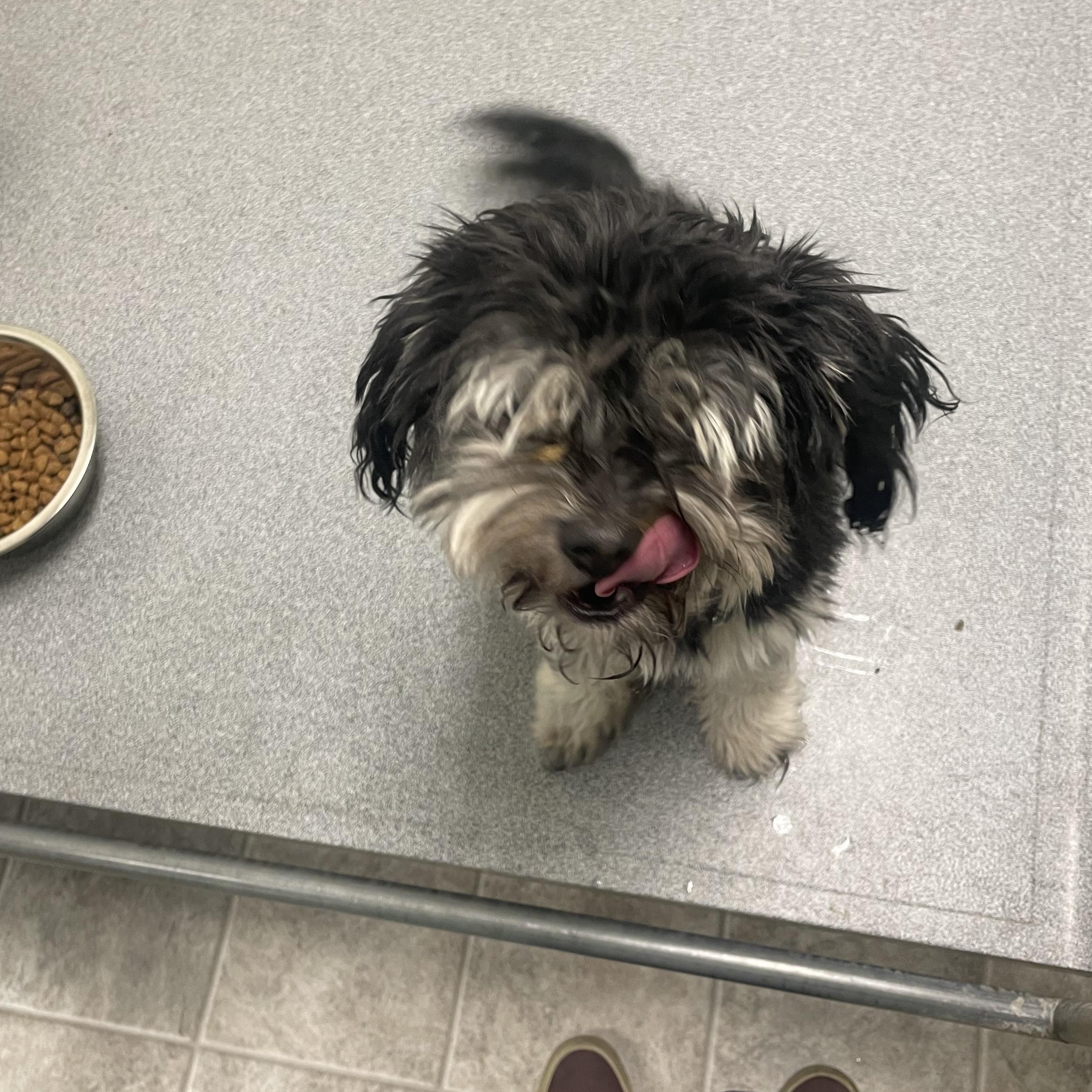 Theodore, an adopted mixed breed in Greenbelt, MD image 3/4