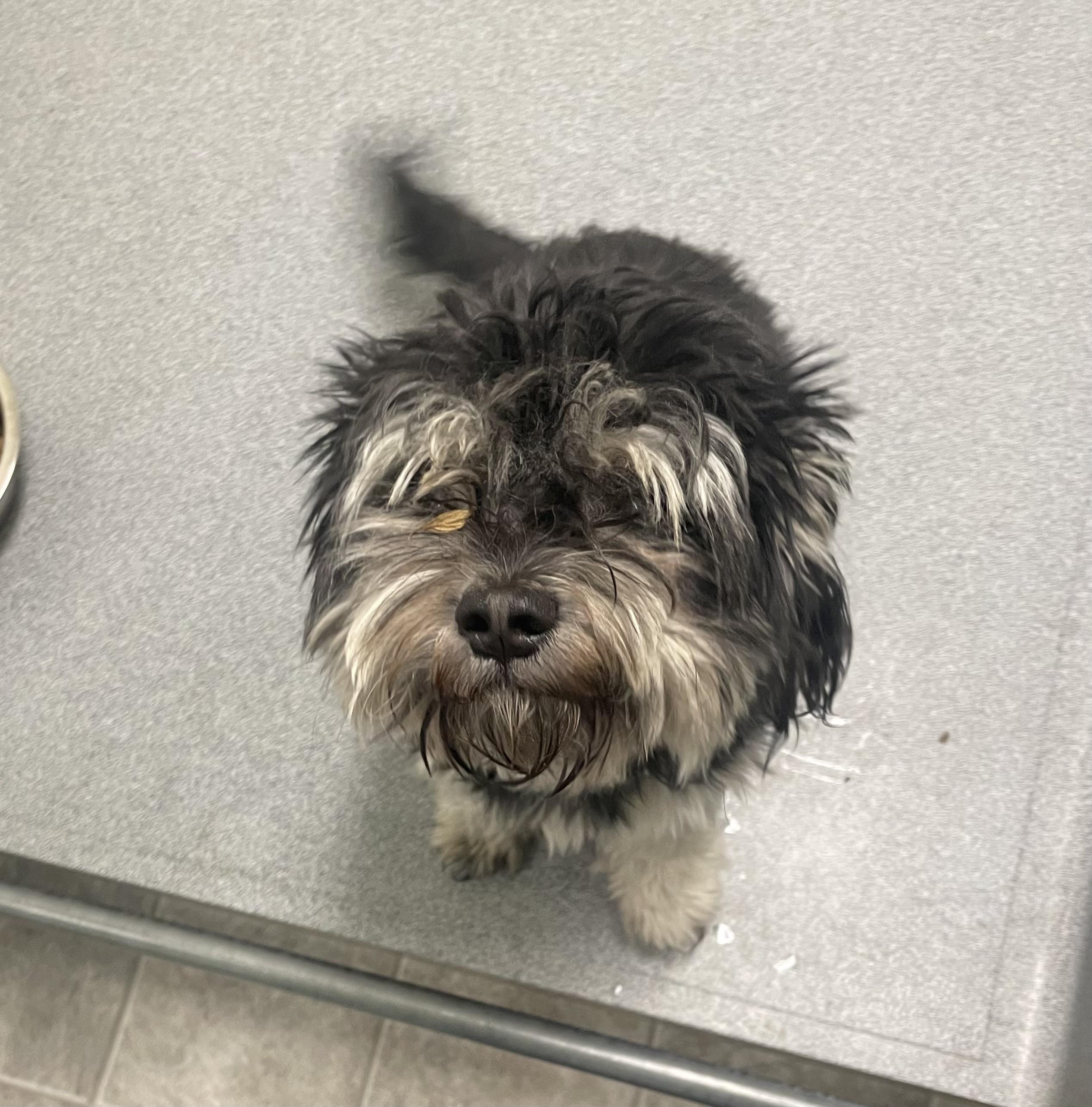 Theodore, an adopted mixed breed in Greenbelt, MD image 4/4