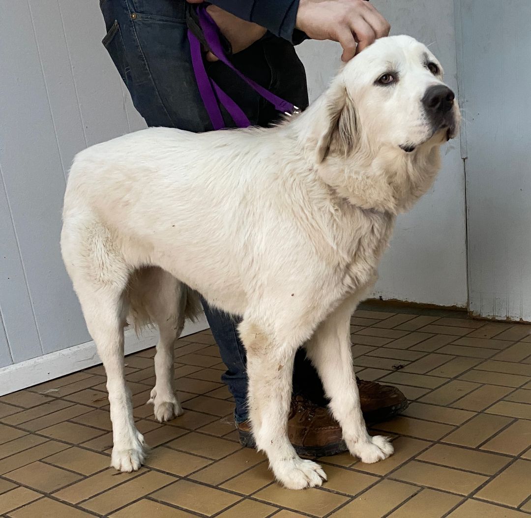 Addie - Friendly - Loves Attention-Foster Needed, Adoptable, Adult Female Great Pyrenees.
