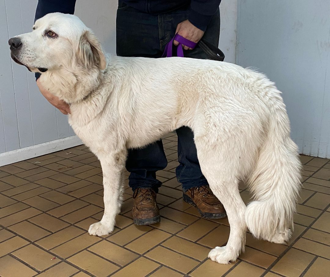 Addie - Friendly - Loves Attention-Foster Needed, a Adoptable Great Pyrenees in Indianapolis, IN image 2/12