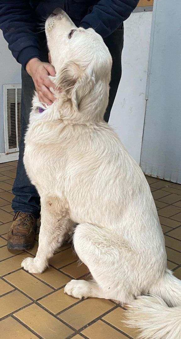 Addie - Friendly - Loves Attention-Foster Needed — thumbnail 3