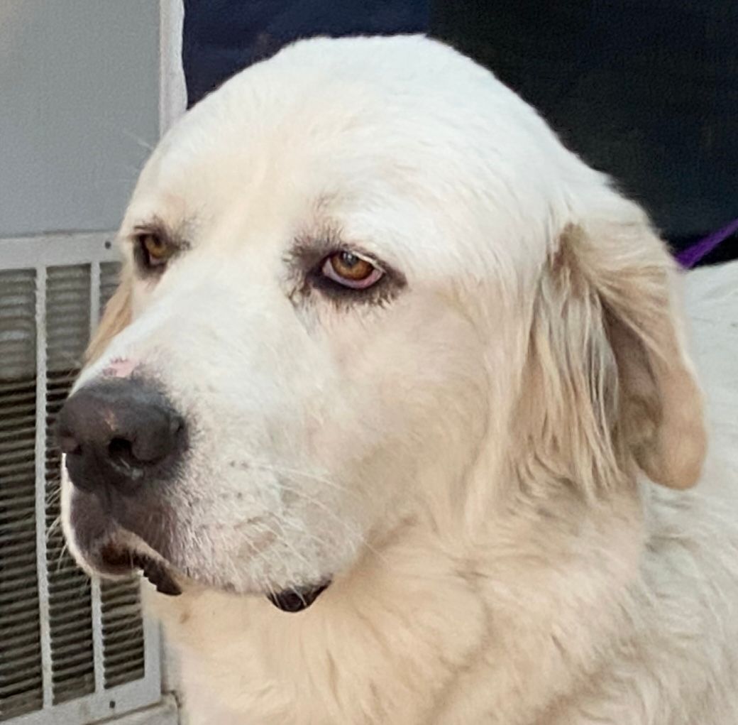 Addie - Friendly - Loves Attention-Foster Needed, a Adoptable Great Pyrenees in Indianapolis, IN image 4/12