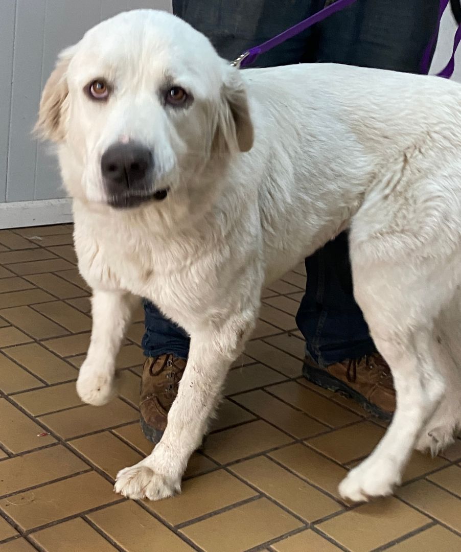 Addie - Friendly - Loves Attention-Foster Needed, a Adoptable Great Pyrenees in Indianapolis, IN image 5/12