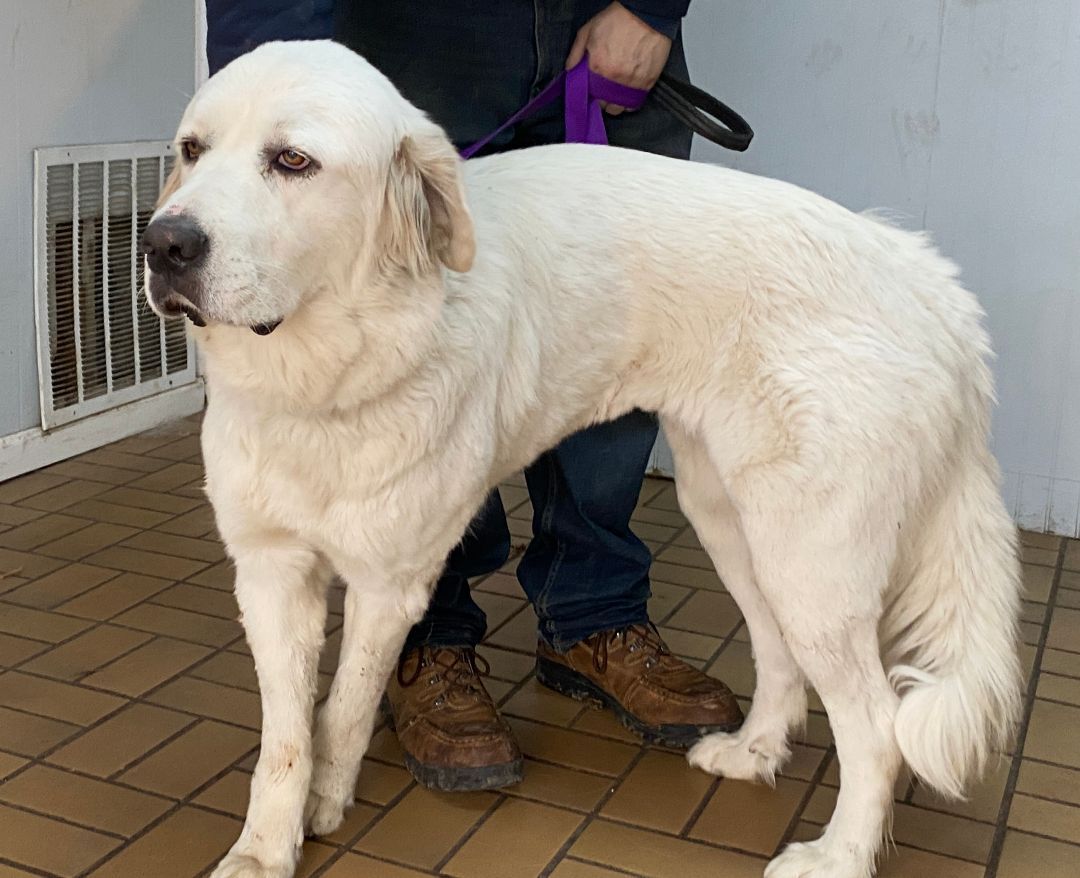 Addie - Friendly - Loves Attention-Foster Needed, a Adoptable Great Pyrenees in Indianapolis, IN image 6/12