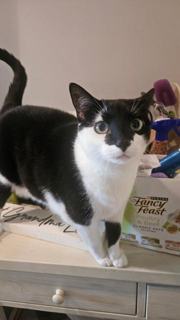 Enlarge Patches - Sweet Female, a ADOPTABLE mixed breed in Ringoes, NJ image 1/1