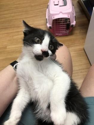 Cayenne, Adoptable, Kitten Female Domestic Short Hair & Domestic Short Hair.