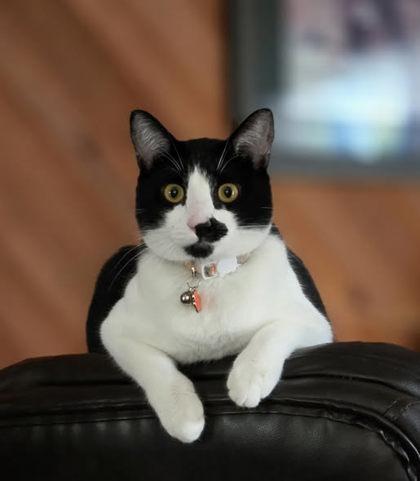 Enlarge Cayenne, a Adoptable mixed breed in Hillsboro, OR image 1/1