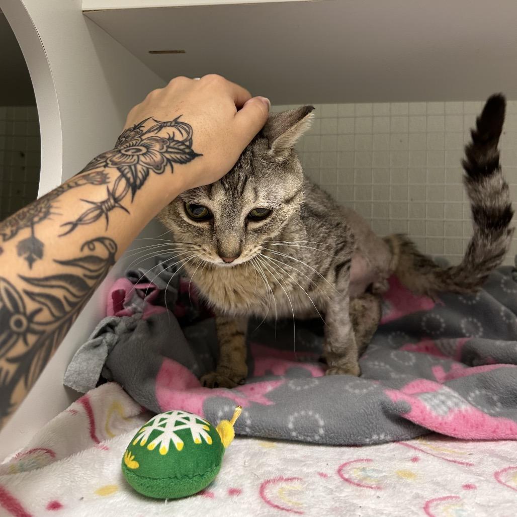 Peepz, Adoptable, Adult Male Domestic Short Hair.