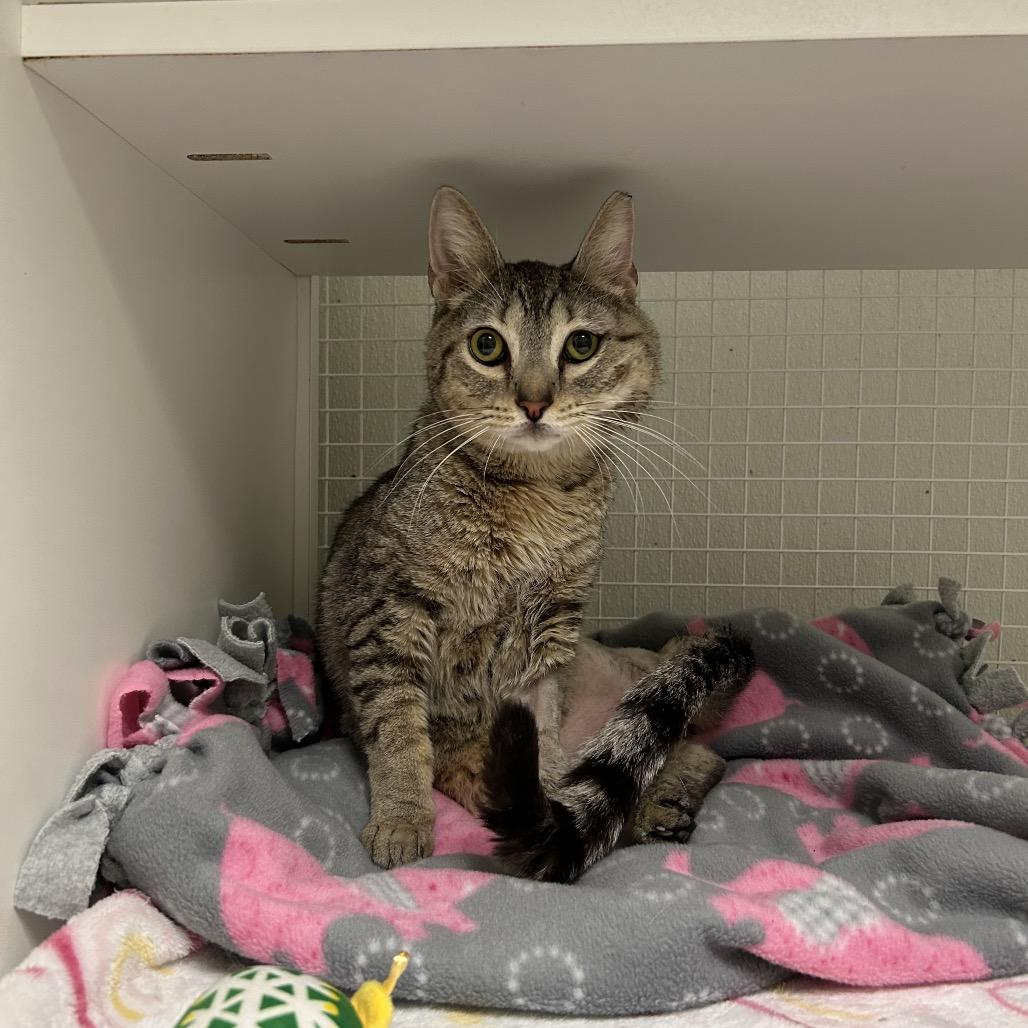 Enlarge Peepz, a Adoptable Domestic Short Hair in San Antonio, TX image 2/6