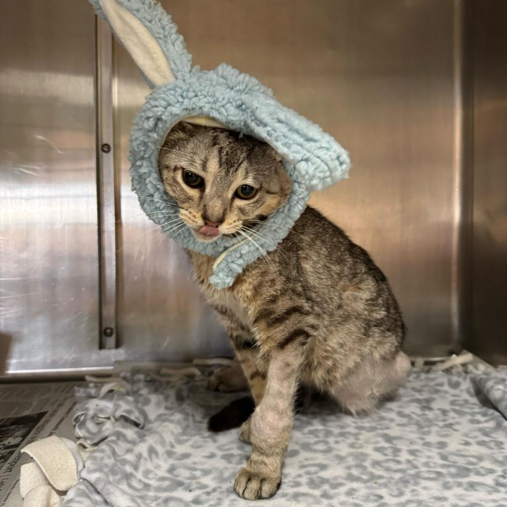 Enlarge Peepz, a Adoptable Domestic Short Hair in San Antonio, TX image 1/6