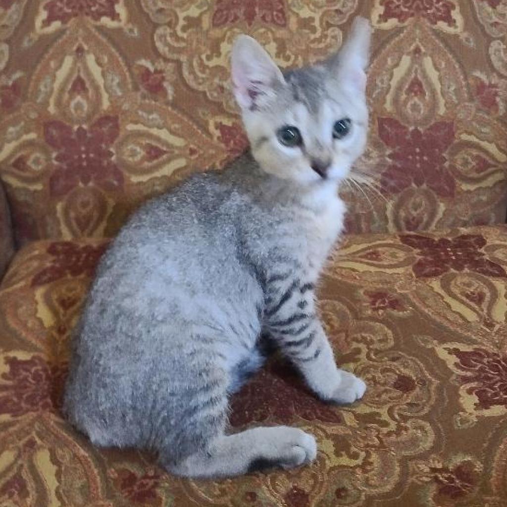 Enlarge Peepz, a Adoptable Domestic Short Hair in San Antonio, TX image 2/6