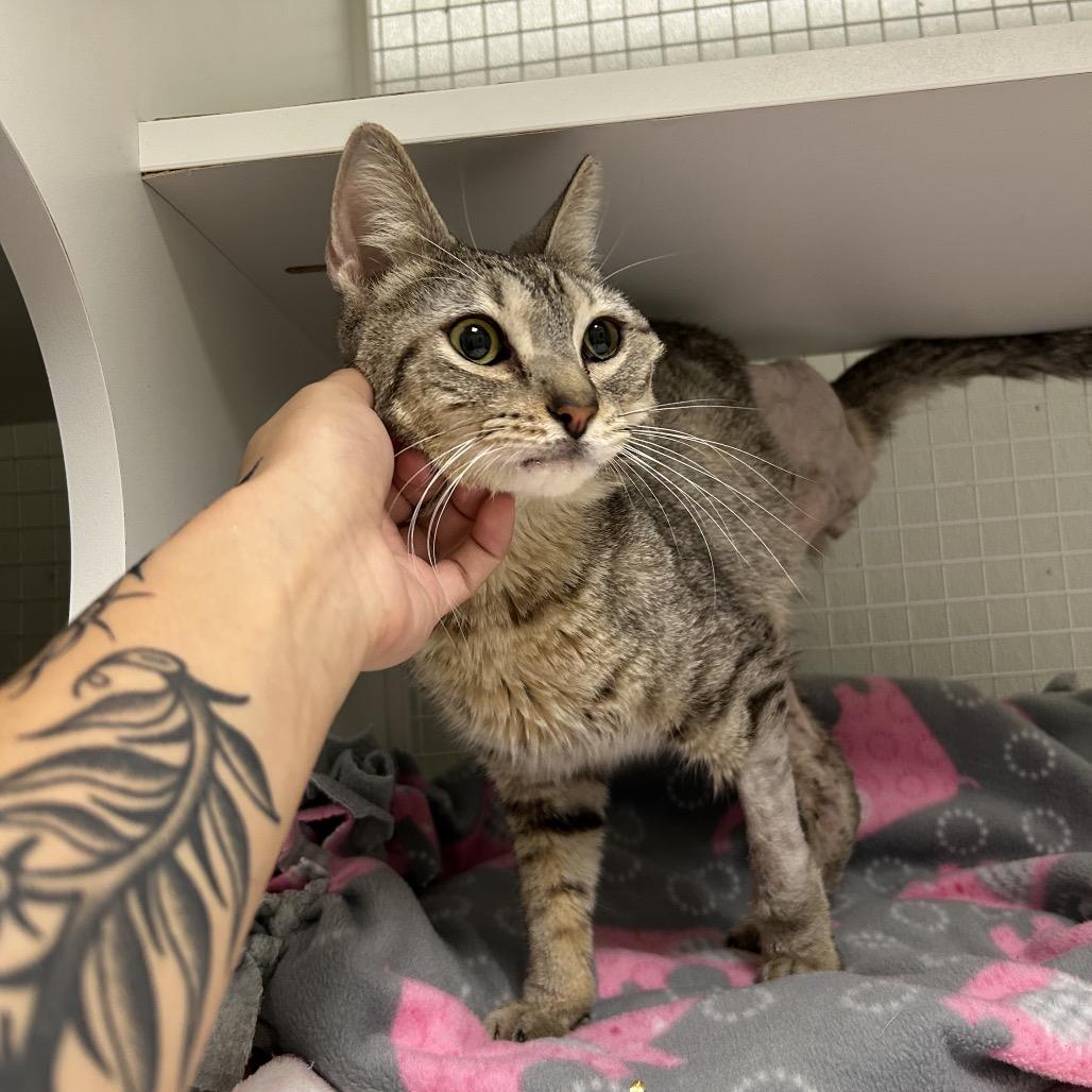 Enlarge Peepz, a Adoptable Domestic Short Hair in San Antonio, TX image 4/6