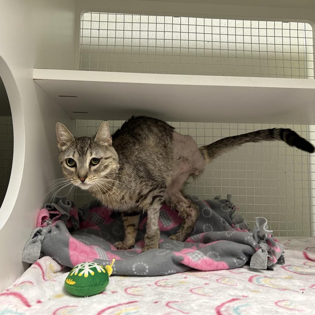Enlarge Peepz, a Adoptable Domestic Short Hair in San Antonio, TX image 5/6
