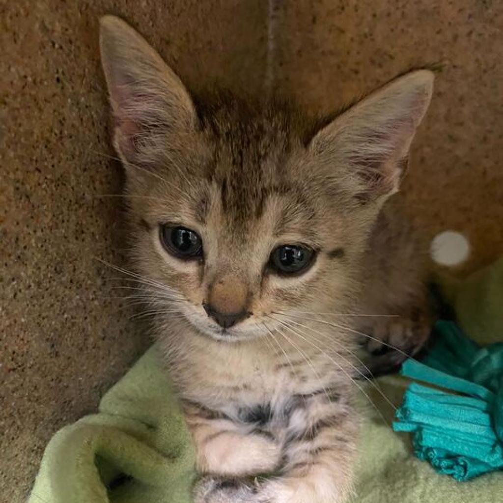 Enlarge Peepz, a Adoptable Domestic Short Hair in San Antonio, TX image 5/6