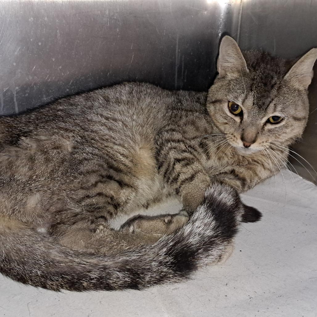 Enlarge Peepz, a Adoptable Domestic Short Hair in San Antonio, TX image 6/6