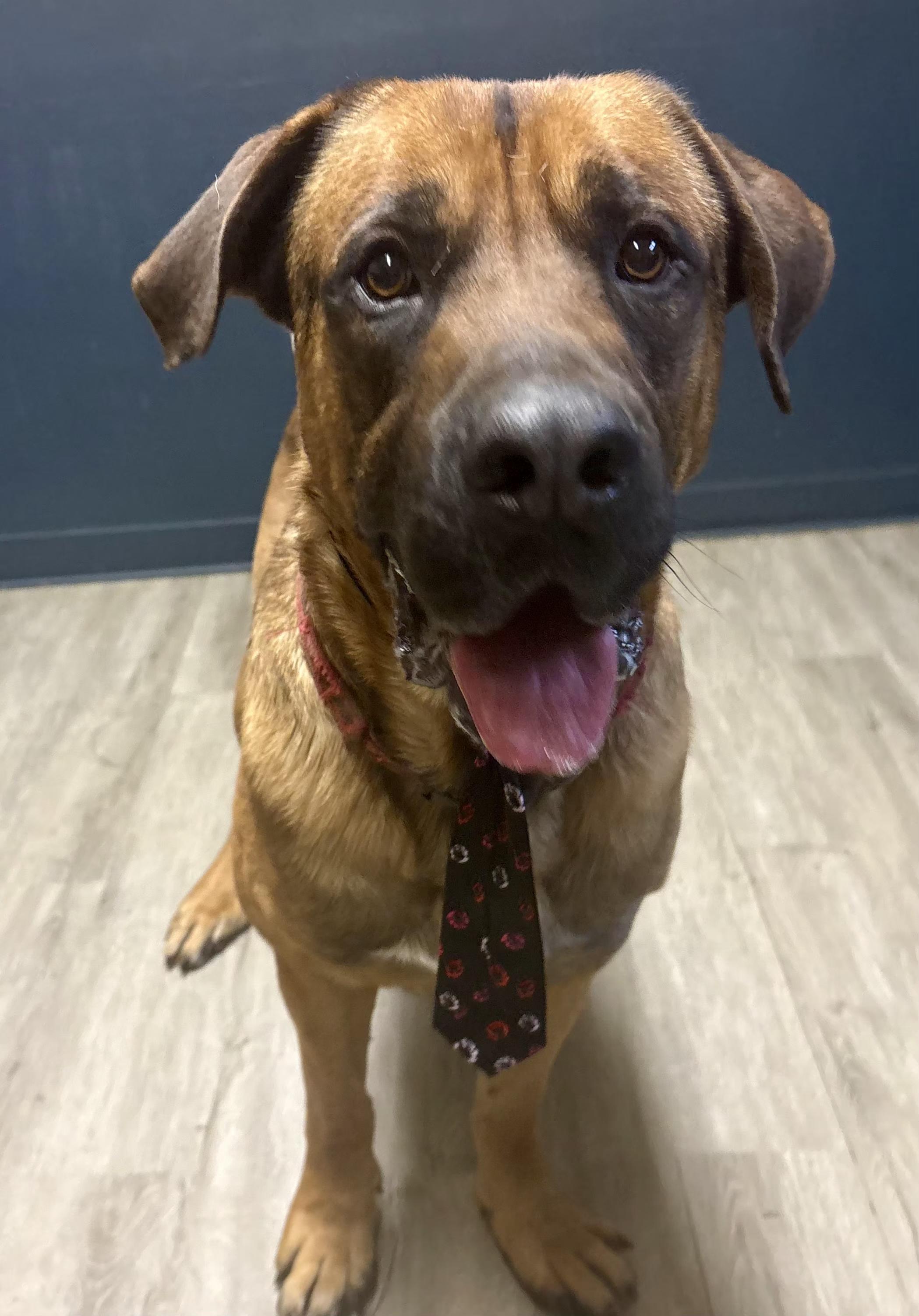 Joker, an adoptable mixed breed in Mansfield, OH image 1/5