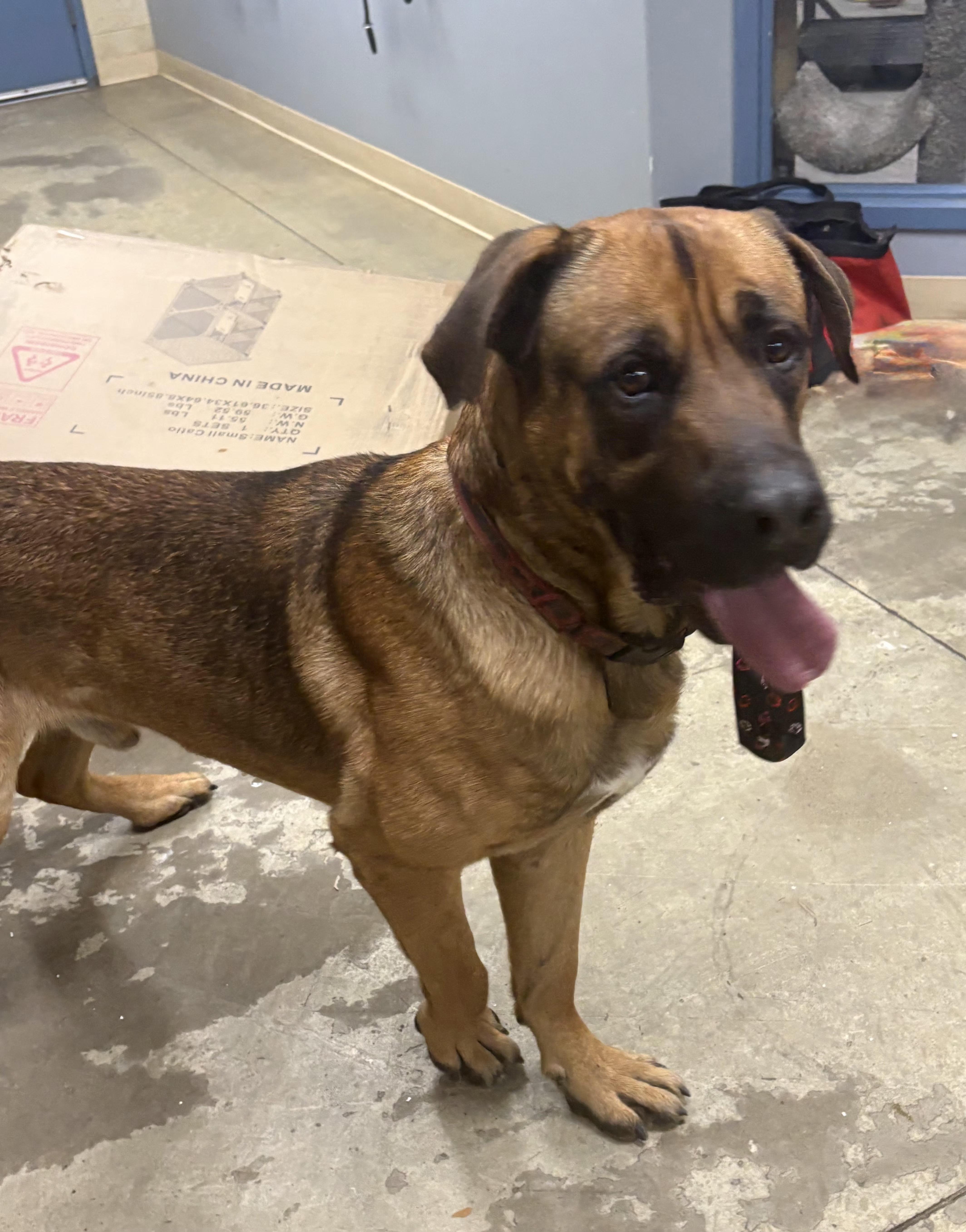 Joker, an adoptable mixed breed in Mansfield, OH image 2/5