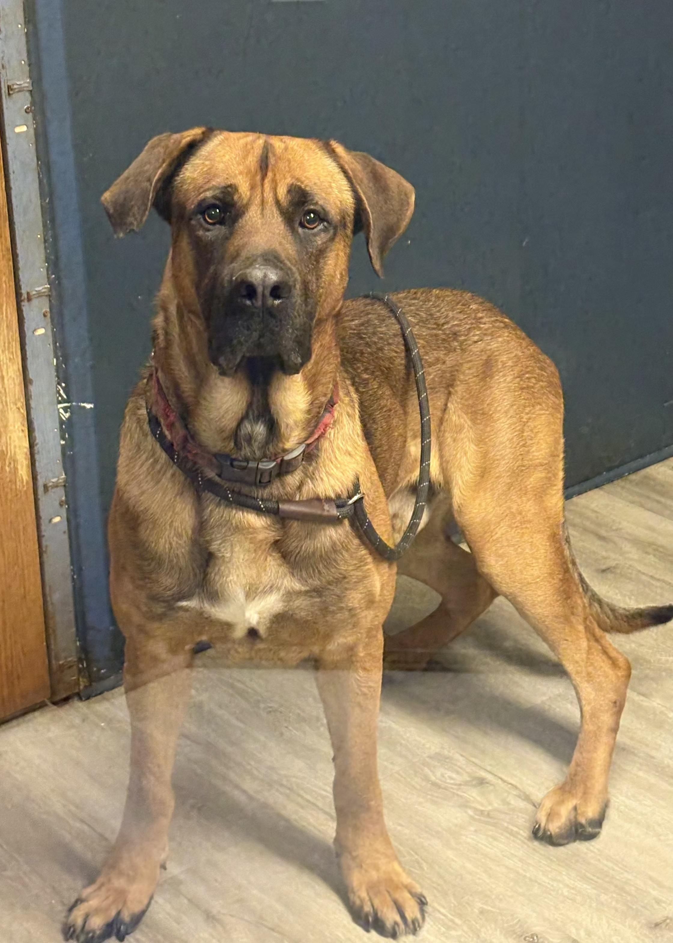 Joker, an adoptable mixed breed in Mansfield, OH image 3/5