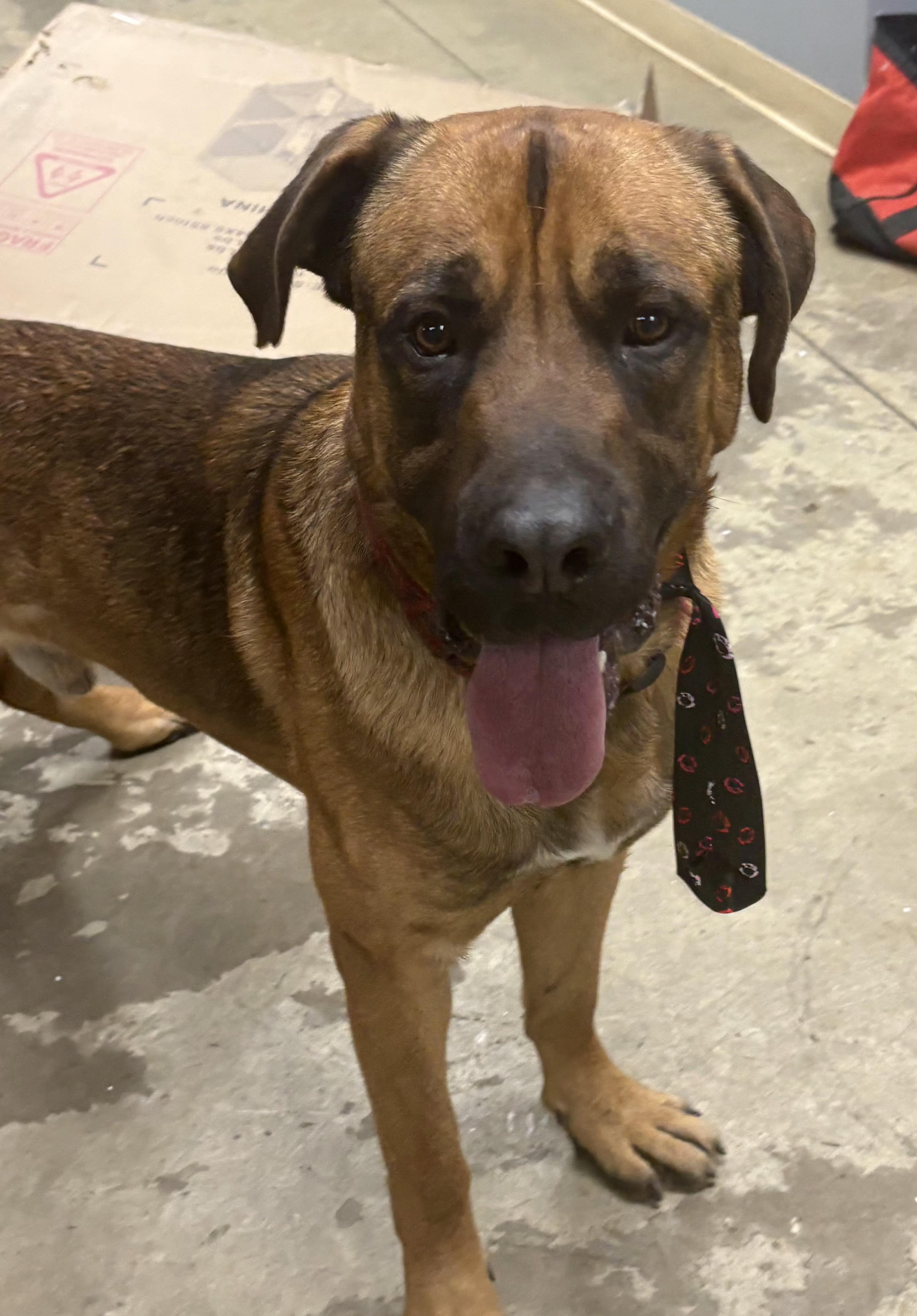 Joker, an adoptable mixed breed in Mansfield, OH image 4/5