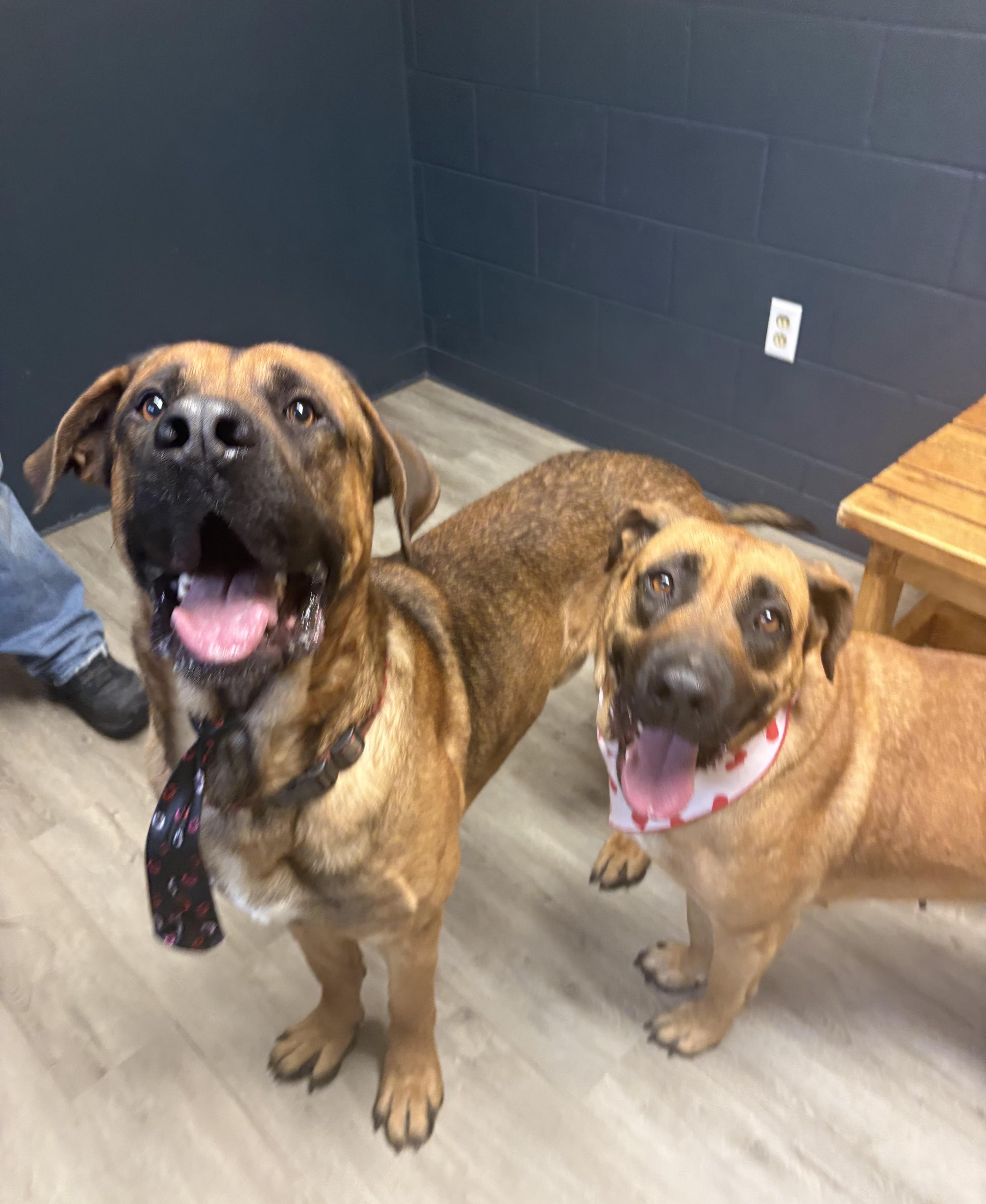 Joker, an adoptable mixed breed in Mansfield, OH image 5/5