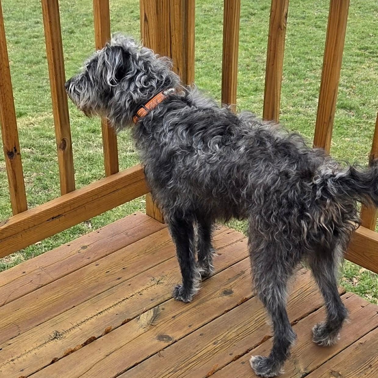 Enlarge KIRBY, a Adoptable mixed breed in Burton, MI image 5/6