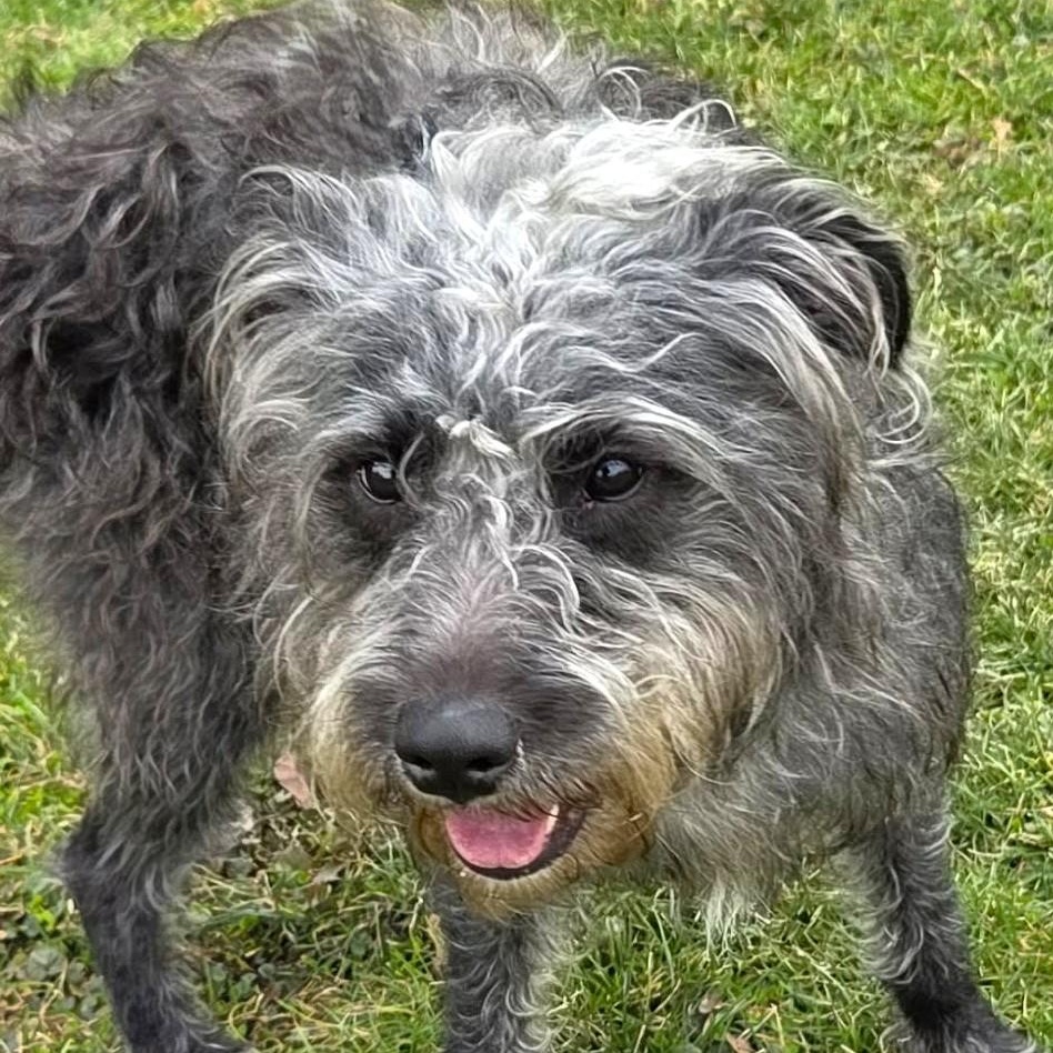 KIRBY, Adoptable, Young Male Standard Schnauzer & Poodle.