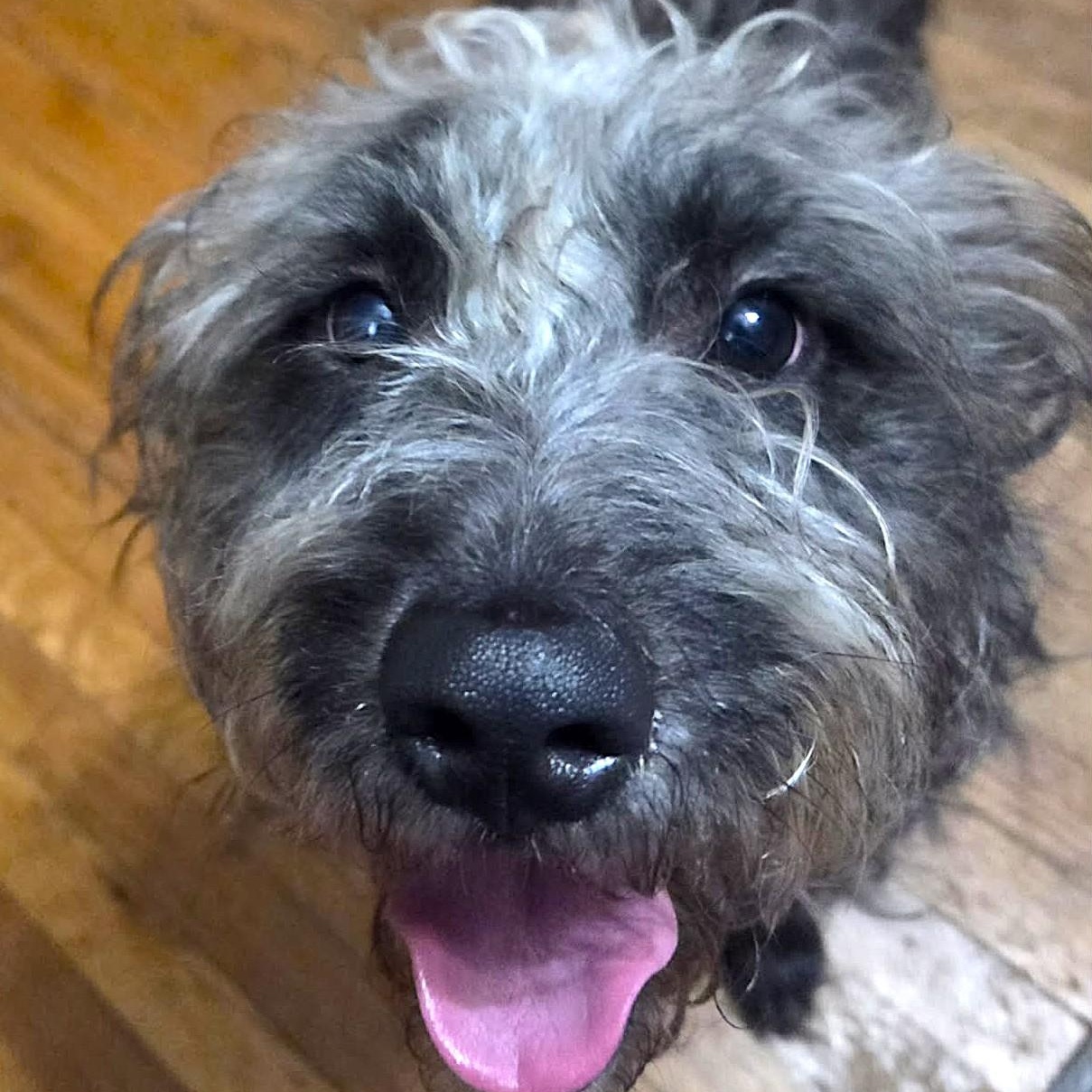 KIRBY, Adoptable, Young Male Standard Schnauzer & Poodle.