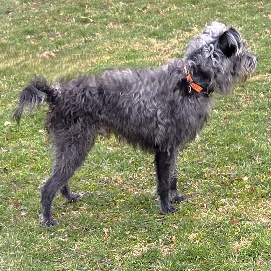 Enlarge KIRBY, a Adoptable mixed breed in Burton, MI image 6/6