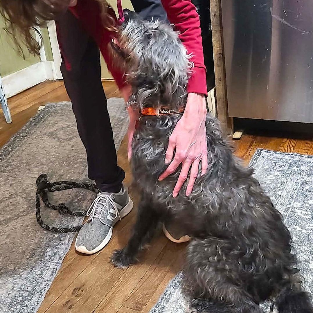 Enlarge KIRBY, a Adoptable mixed breed in Burton, MI image 4/6