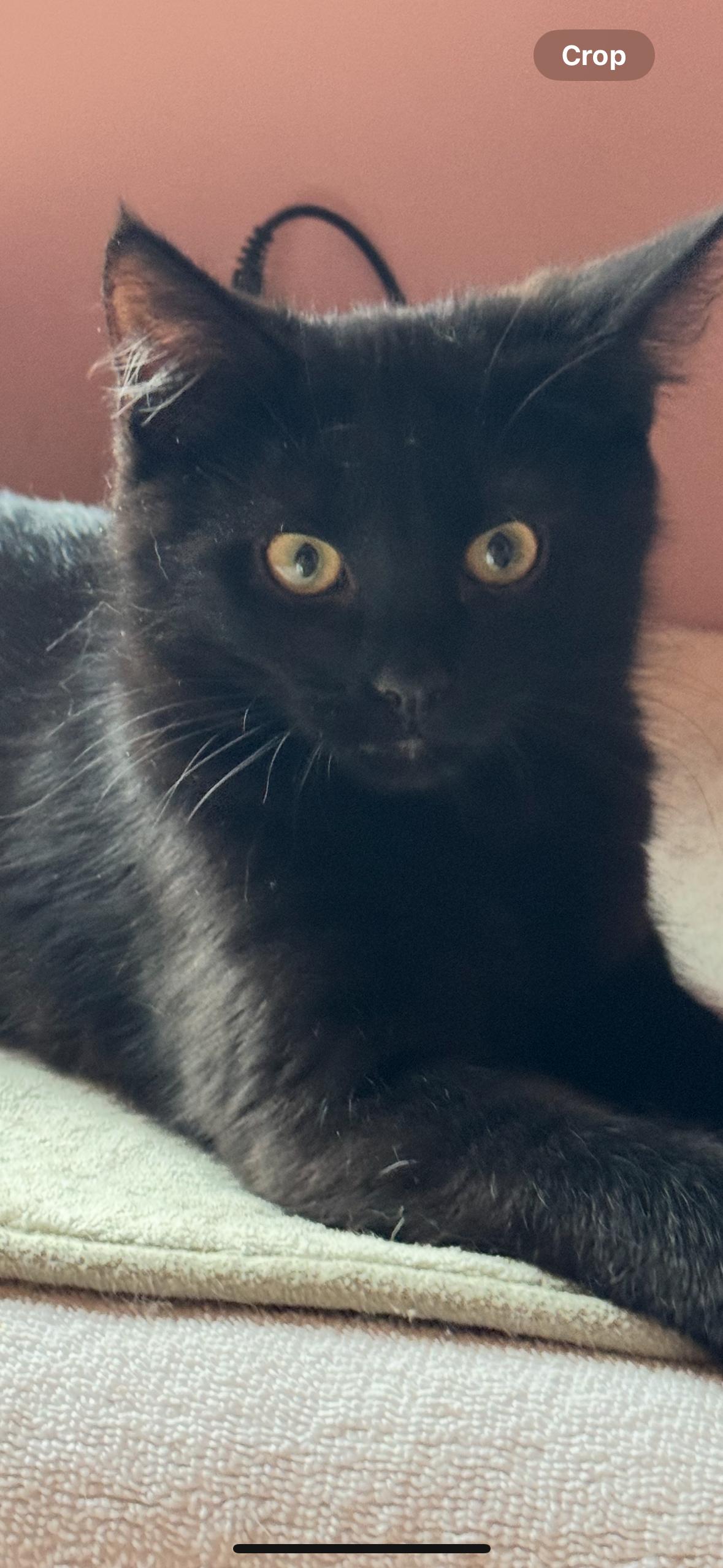 Enlarge Mars, an adopted mixed breed in Westminster, MD image 1/1