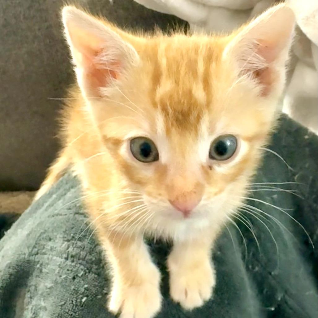 Enlarge Mungo Jerry, a ADOPTABLE Domestic Short Hair in Blackfoot, ID image 1/1