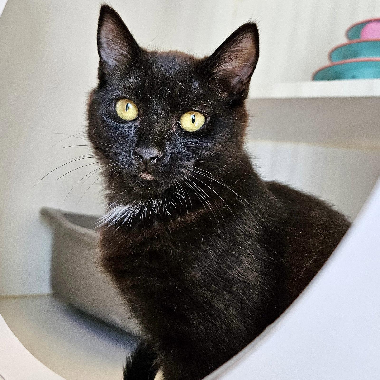 Blythe (bonded w/ Bakersfield), Adoptable, Kitten Female Domestic Short Hair.