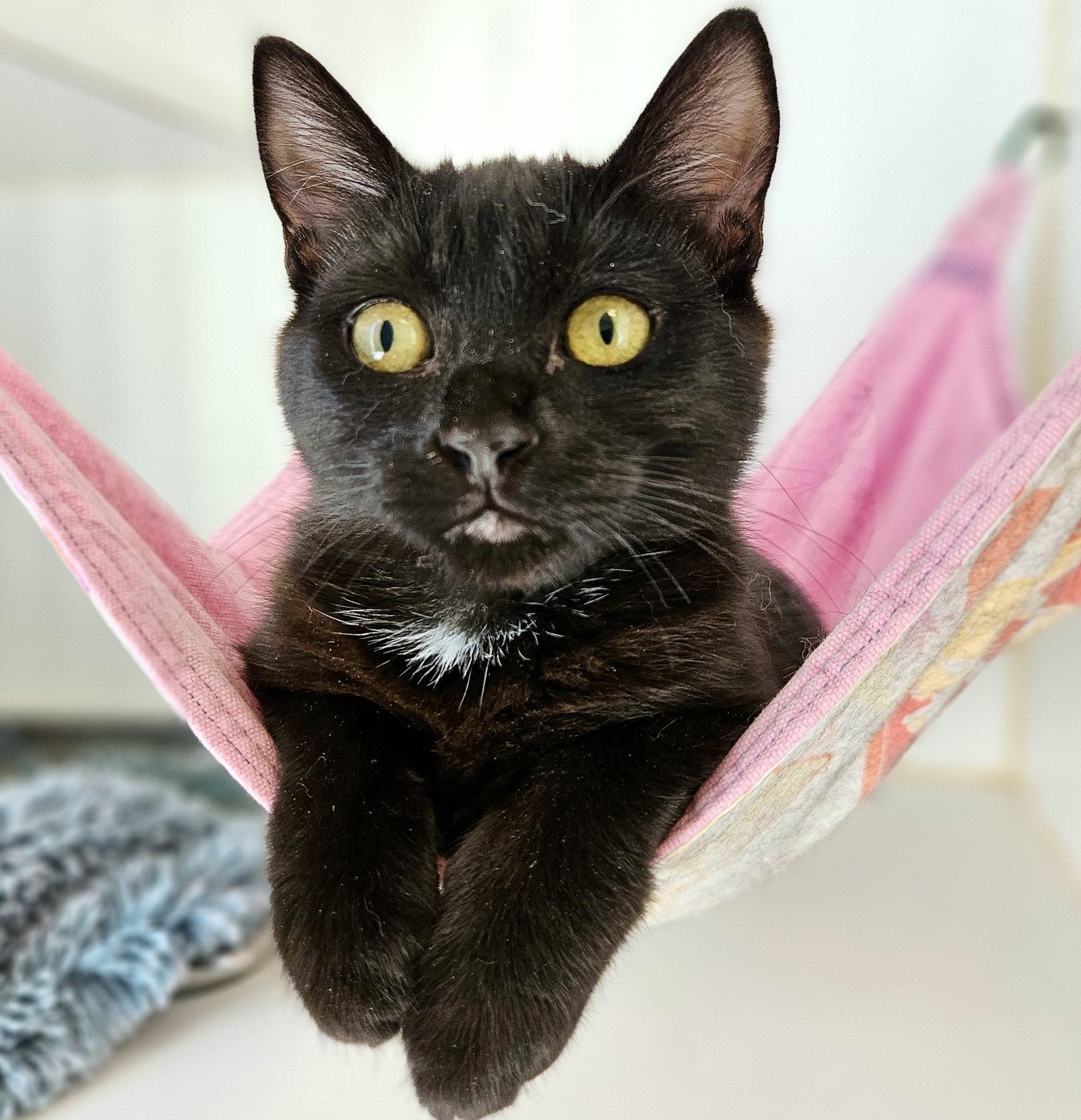Blythe (bonded w/ Bakersfield), a Adoptable Domestic Short Hair in Oakland, CA image 2/3
