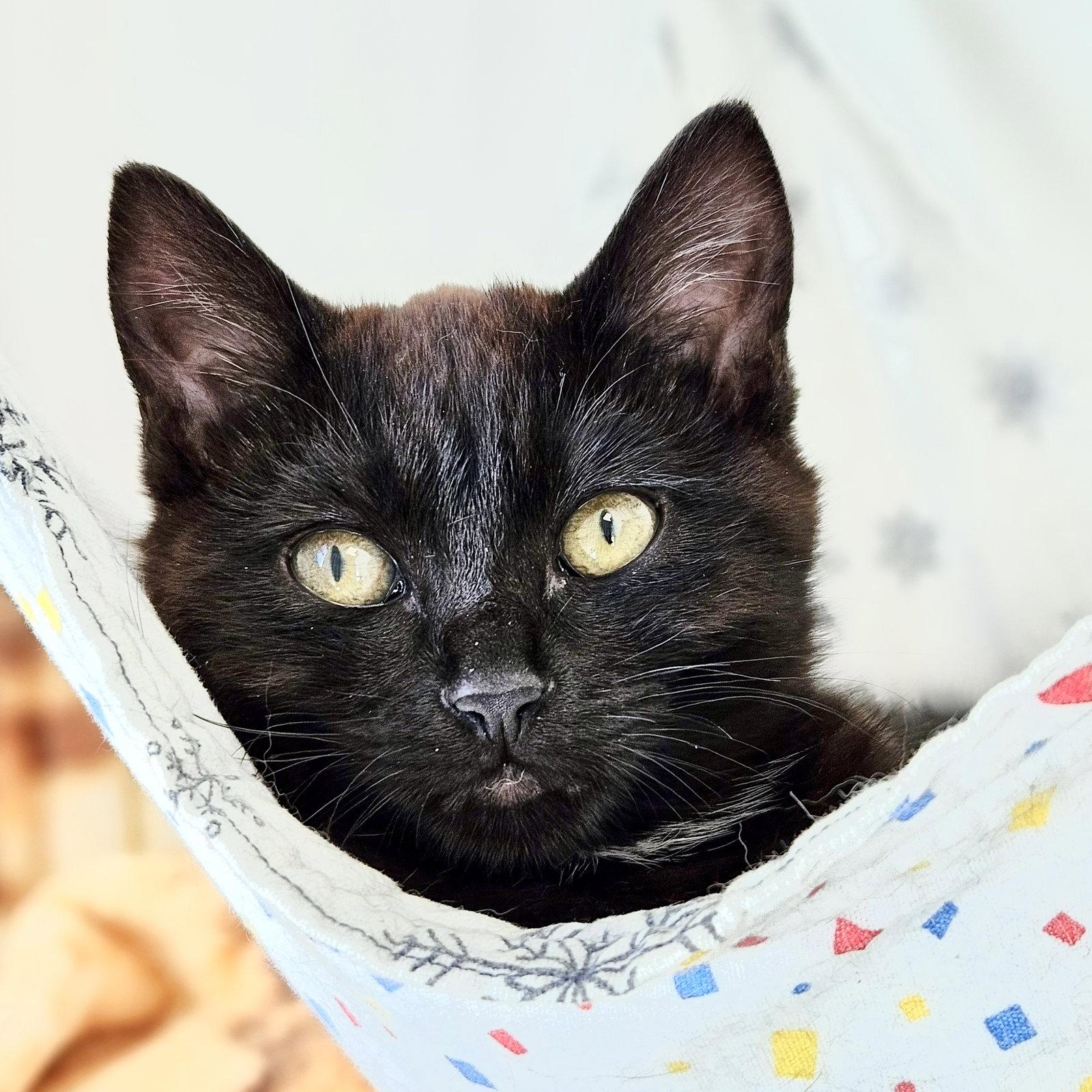 Blythe (bonded w/ Bakersfield), a Adoptable Domestic Short Hair in Oakland, CA image 3/3