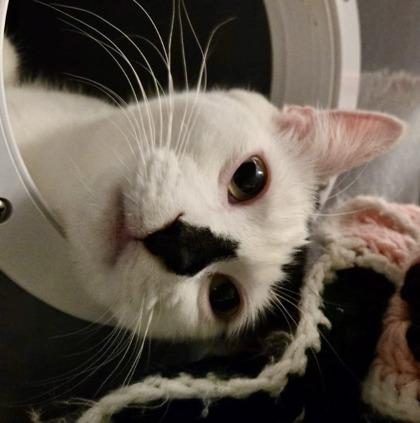 Bunny (bonded with Bento), an adopted Domestic Short Hair in Toronto, ON image 3/6