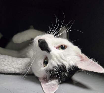 Bunny (bonded with Bento), adopted, Kitten Male Domestic Short Hair.