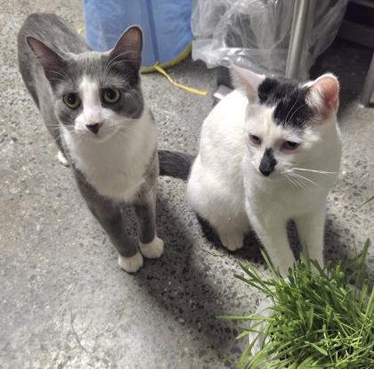 Bunny (bonded with Bento), an adopted Domestic Short Hair in Toronto, ON image 5/6