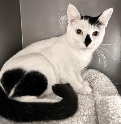 Bunny (bonded with Bento), an adopted Domestic Short Hair in Toronto, ON image 2/6