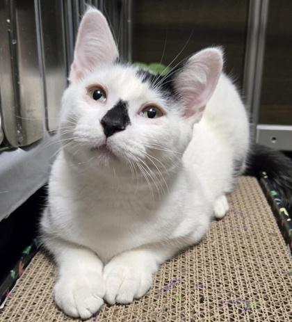 Bunny (bonded with Bento), an adopted Domestic Short Hair in Toronto, ON image 4/6