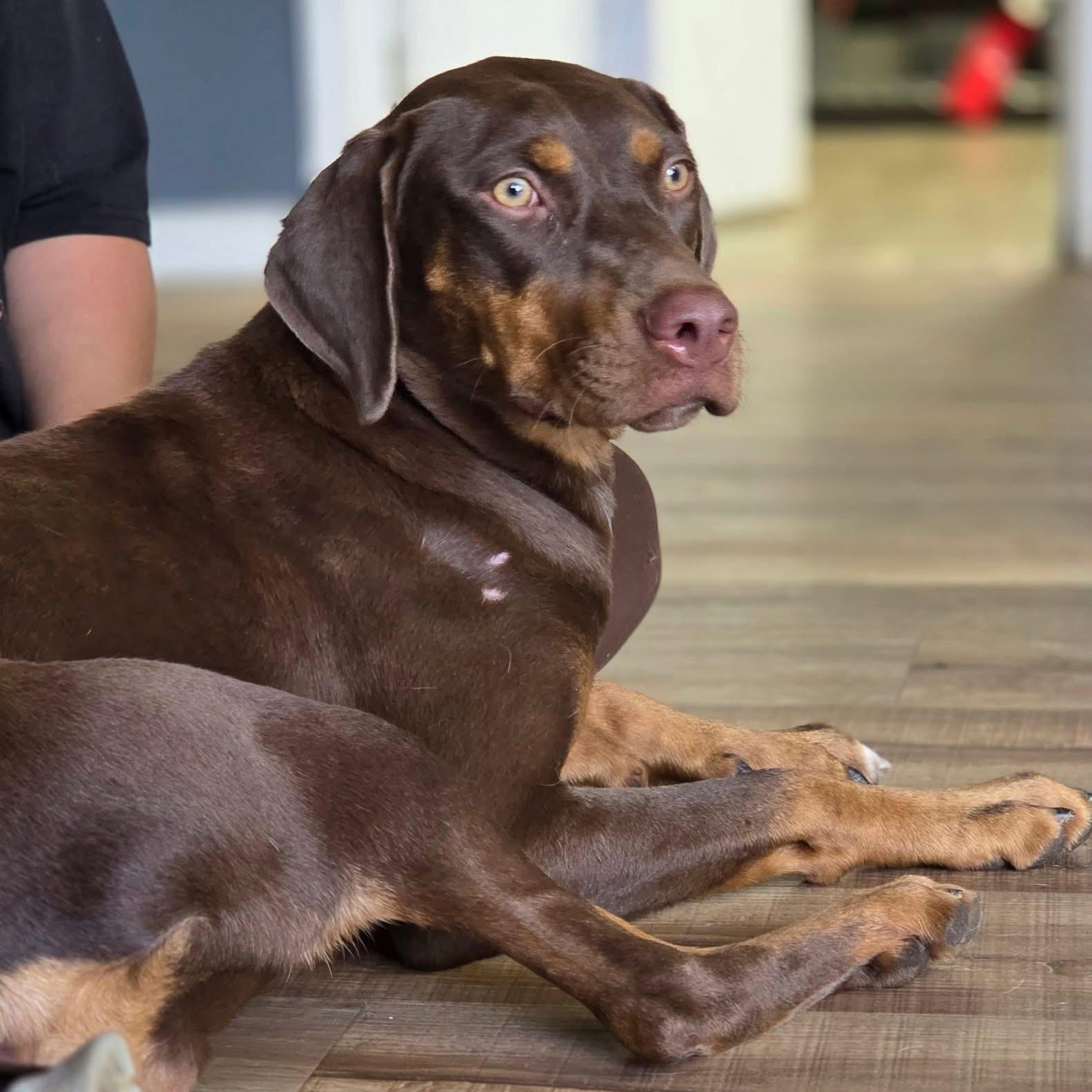 Mazie, Adoptable, Young Female Doberman Pinscher & Labrador Retriever.
