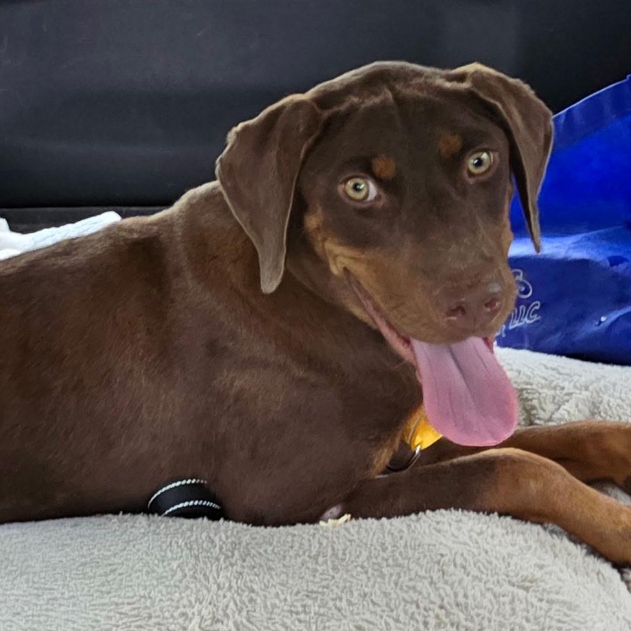 Enlarge Mazie, a Adoptable mixed breed in Brentwood, TN image 5/5