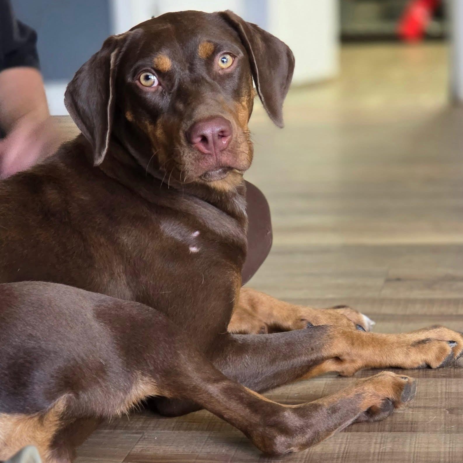 Enlarge Mazie, a Adoptable mixed breed in Brentwood, TN image 2/5