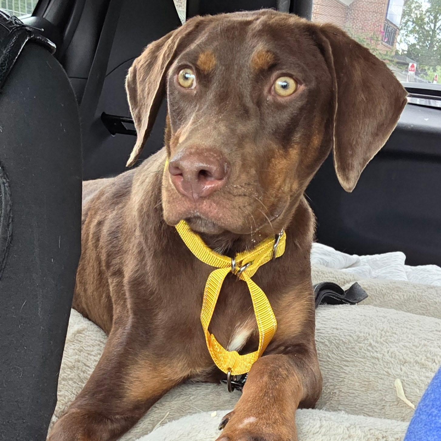 Mazie, Adoptable, Young Female Doberman Pinscher & Labrador Retriever.