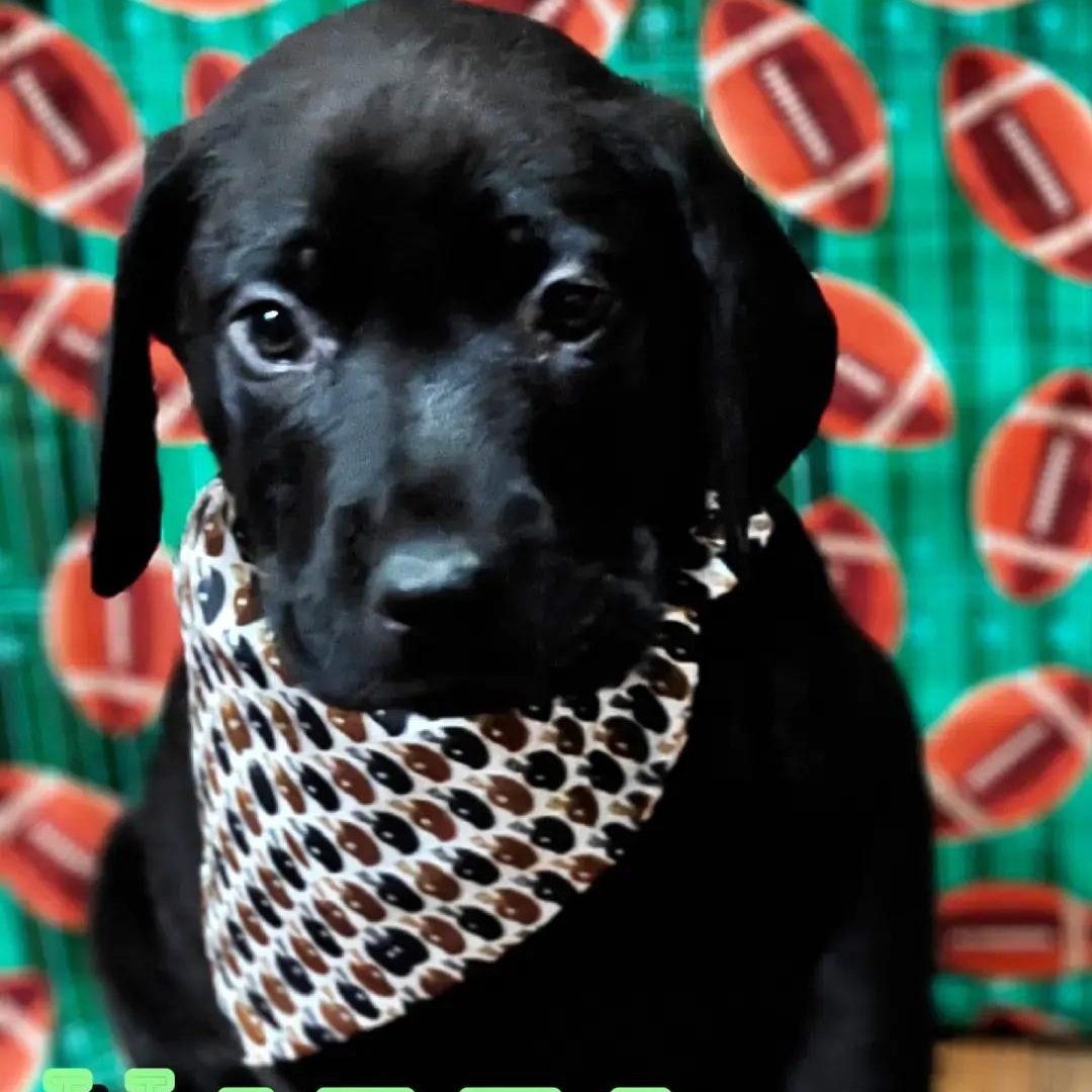 Hades, adopted, Puppy Male Great Dane & Black Labrador Retriever.