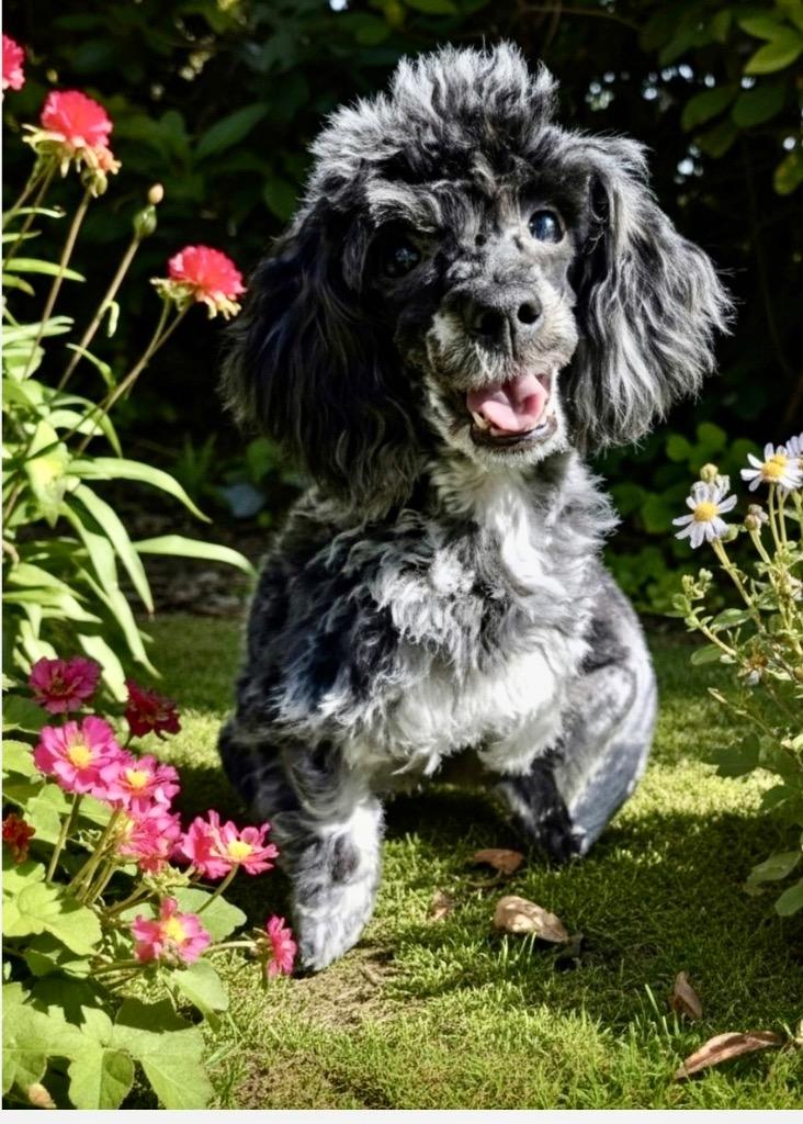 Lisette- Merle Poodle Puppy!, Adopted, Puppy Female Poodle.