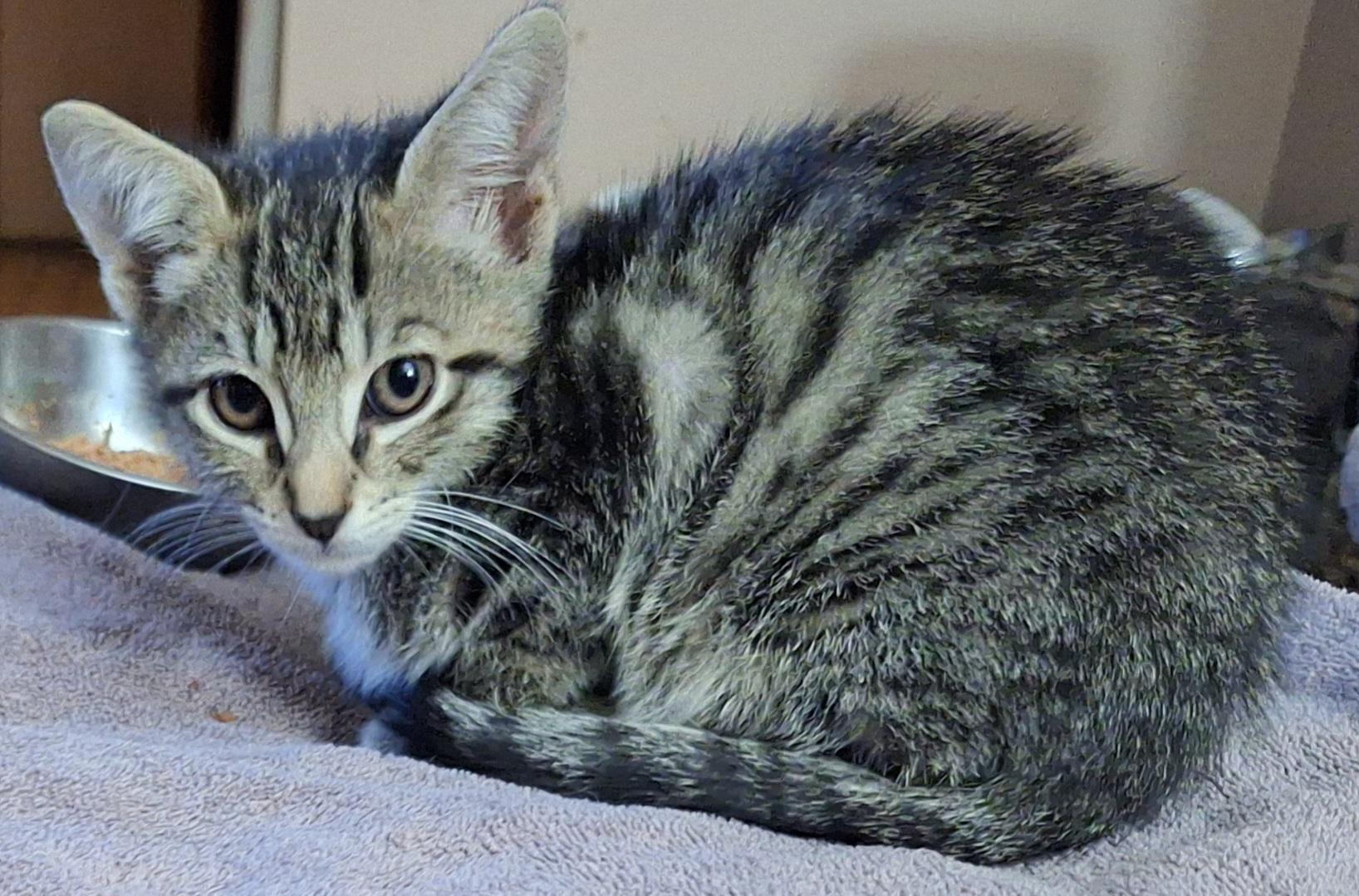 Jesse (bonded with Jett; JJ Litter)