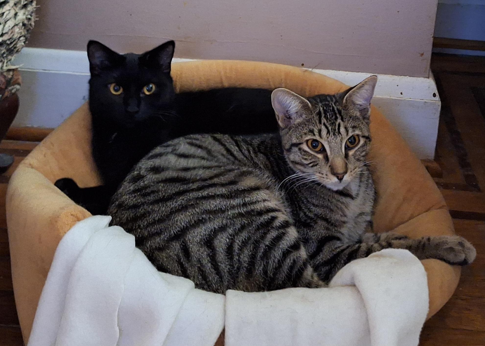 Jesse (bonded with Jett; JJ Litter)