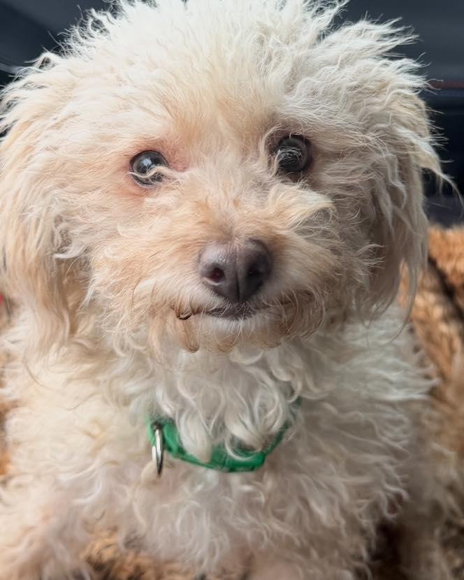 Mama/Linda, an adopted mixed breed in Winsted, CT image 4/5