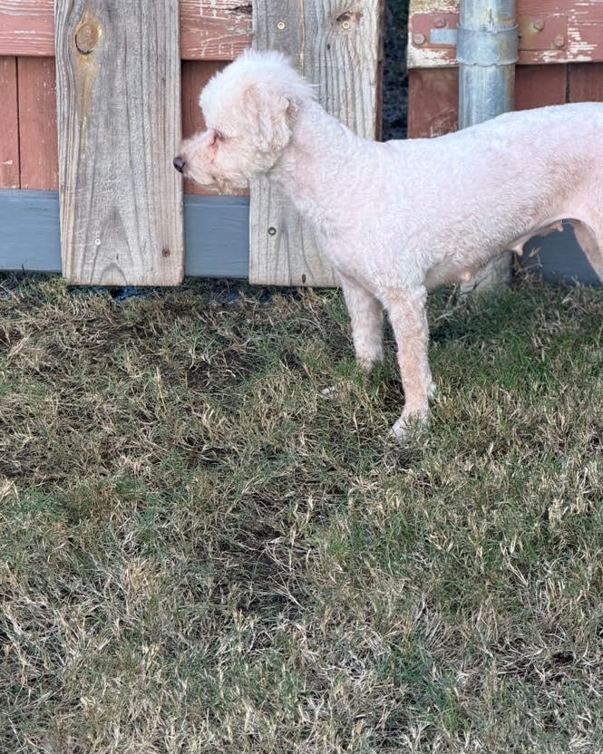 Mama/Linda, an adopted mixed breed in Winsted, CT image 5/5