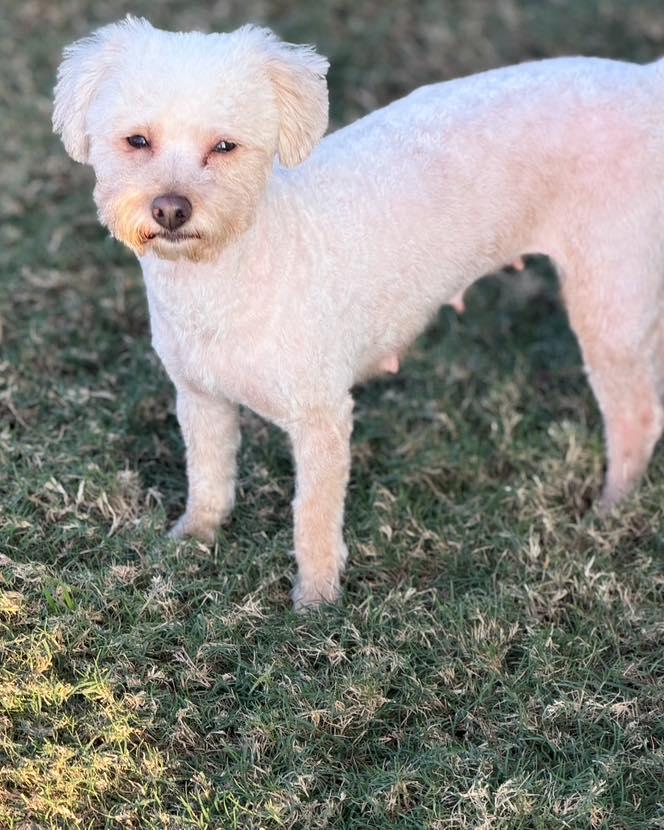 Mama/Linda, an adopted mixed breed in Winsted, CT image 1/5